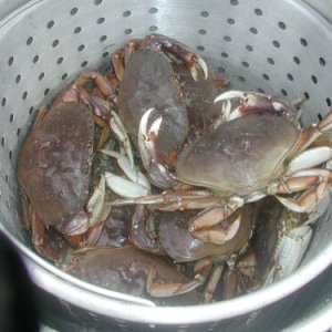 Crabs.jpg