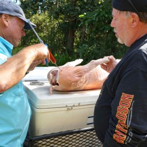 What to do with a hog?