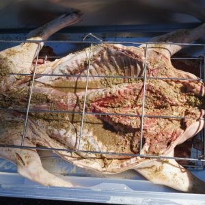 Pig ready for the box