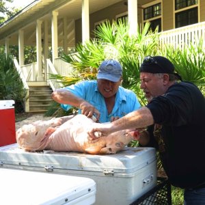Dan and Marc pig wrangle
