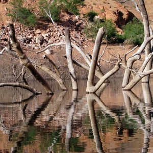 Media 'Reflected Cottonwood Stumps 2009' in album 'Sandbar in 50 mile canyon on Escalante River, Lake Powell 2007'