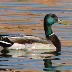 Lake Powell Mallard Drake 2009