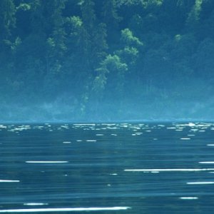 Media 'East Vashon - Mist' in album 'Calm seas on Friday - East Vashon Island
Smooth at 20 mph'