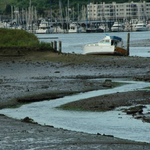 Media 'Low Tide - Gig Harbor' in album 'Calm seas on Friday - East Vashon Island
Smooth at 20 mph'
