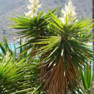 Media 'A tad of tropical by the harbor' in album 'C-Brats on a string line'