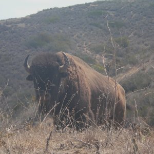 An encounter while hiking on Catalina