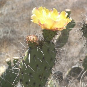 Media 'Plenty of cactuses on the island' in album 'C-Brats on a string line'