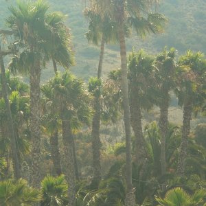Media 'Palm trees by Isthmus Cove' in album 'C-Brats on a string line'