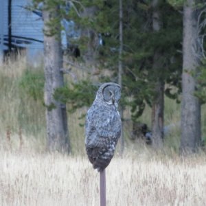 Media 'Photo by Kevin.  Great Grey owl.  Between the Marina & Campground we have seen a single great grey owl for more than 10 years.  This year there was a family of them.' in album 'Photo by Kevin Oliver.  This years spot Bridge Bay Marina.  What appears to be a Star is I believe Jupiter with Mars already below the horizon.'