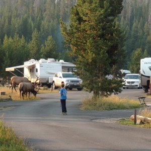 Media 'Elk in the campground' in album 'Photo by Kevin Oliver.  This years spot Bridge Bay Marina.  What appears to be a Star is I believe Jupiter with Mars already below the horizon.'