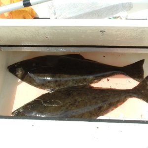 Halibut (6/10/05) from near the "Rockpile" (40" pair) fit nicely in the below-deck fish box.
