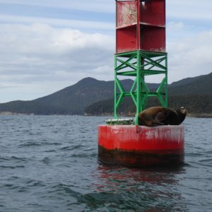 Marker buoy at entrance to Guemes Channel