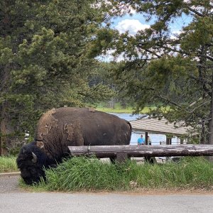 Media '774E9607-EF5B-46BD-BCD5-D431014D8D6E' in album 'June 3rd, our 53 Wedding Anniversary & on our way to put the boat n Yellowstone Lake for the season.  Stopped here at Shieffeld Forest Service campground on the border of the south entrance of Yellowstone National Park for the night'