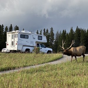 The elk like my truckcamper parking area