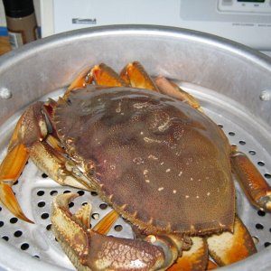 Media 'Sorry, buddy...' in album 'First dungeness crabs on 'Au Kai.'