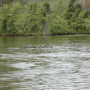 Wildlife along the way