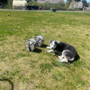 Lacey approves of the new rope winders.