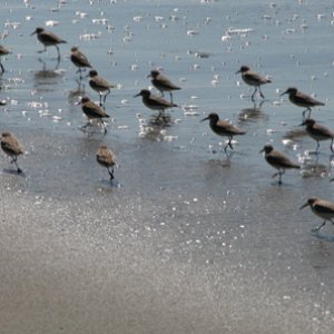 Media '(primative) shore birds' in album 'Tom birdwatching, trip through Washington's Olympic Peninsula'