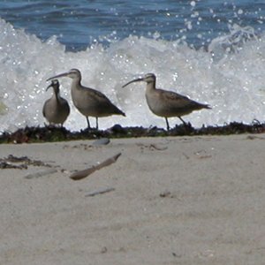 (primative) curlews