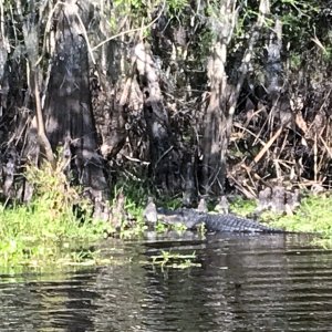Alligator on the Hontoon Dead River