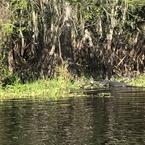 Alligator on the Hontoon Dead River