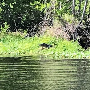 Hontoon Dead River Alligator.
