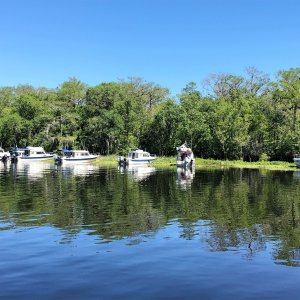 Weed Anchoring on the Hontoon Dead River.