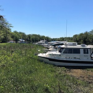 Weed Anchoring on the Hontoon Dead River.