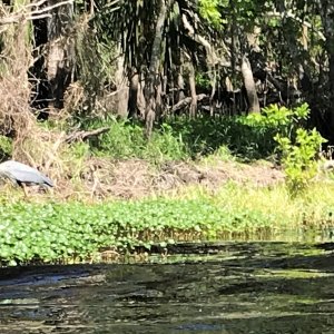 Blue Heron