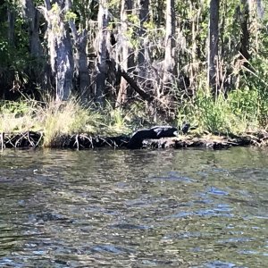 Alligator