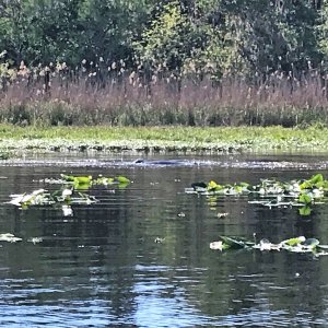Manatees in Butchers Bend