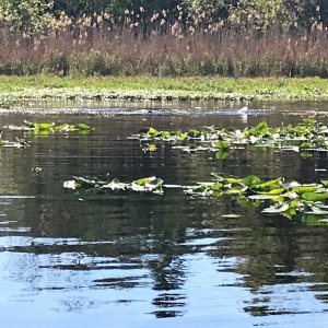 Manatees in Butchers Bend