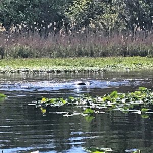 Manatees in Butchers Bend