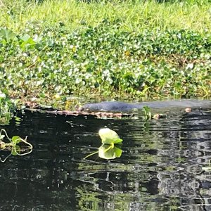 Manatees in Butchers Bend