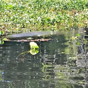 Manatees in Butchers Bend