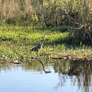 Blue Heron
