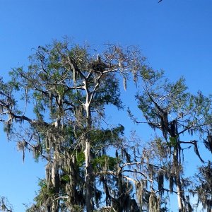 Blue Heron and Baby in nest top of tree