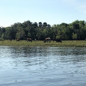 Cows along Monroe Canal