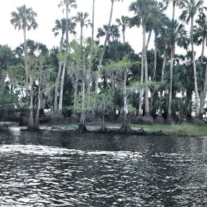 Interesting erosion of these trees along the bank