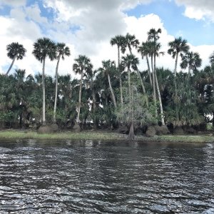 Interesting erosion of these trees along the bank
