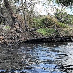 Alligator