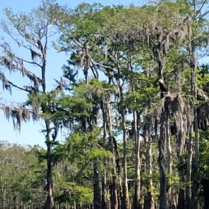 Eagle in the tree