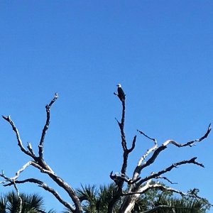 Eagle in top of tree