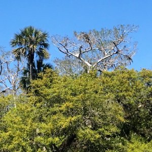 Eagle in that tree somewhere...