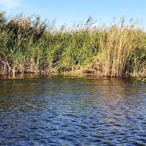 Alligator (Hard to spot in this photo, but towards left center in the weeds.)