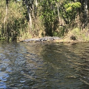 Alligator