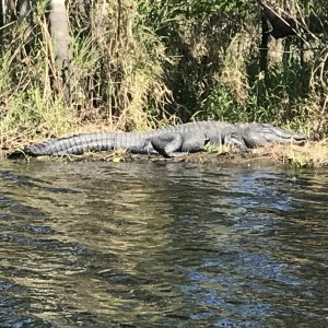 Alligator