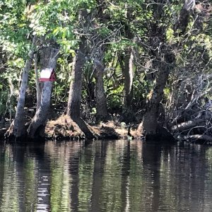 Birdhouse along Blue Creek. (There are many birdhouses along this creek.  Sadly many were brought down by Hurricane Irma, but still many hanging.)