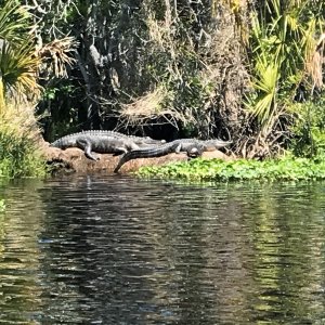 Alligators along Blue Creek (There were initially 3, but my jockeying around for a better shot scared one into the water.   Hard to see in the photo, but a couple turtles sitting right next to the front gator.