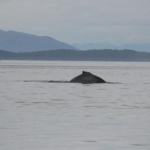 Humpback Whale, Frederick Sound, Alaska